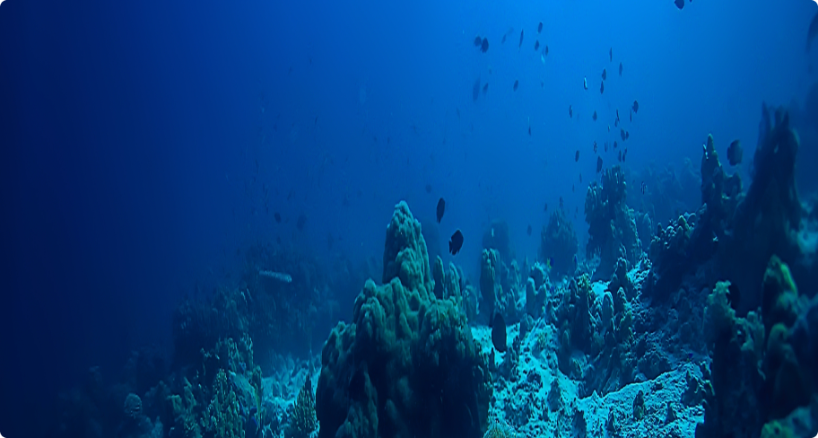 foundation Reefwatch